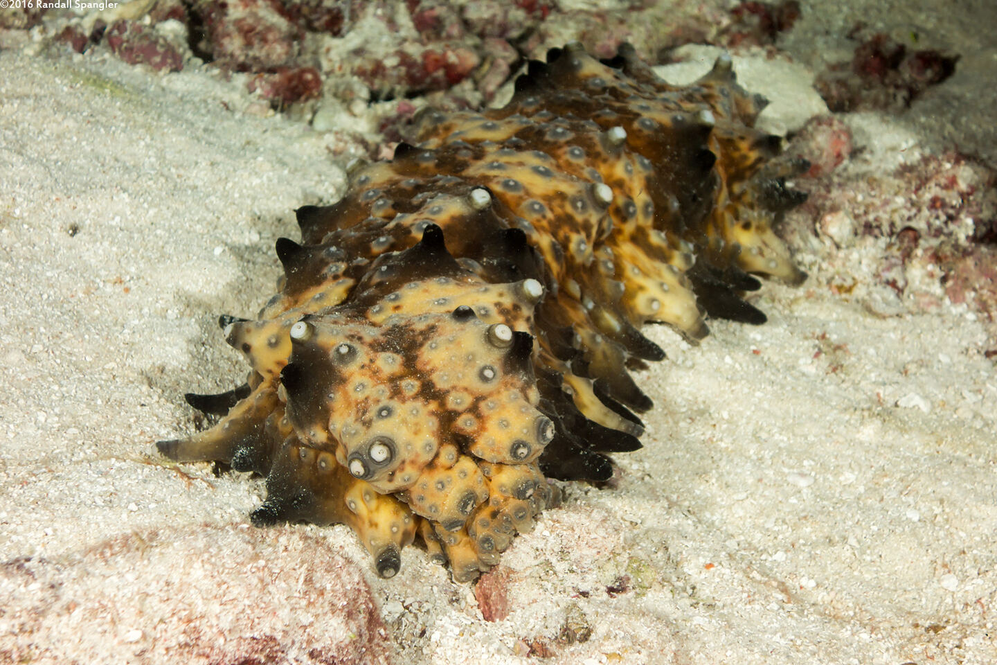 Holothuria sp.1 (Holothuria sp.1)