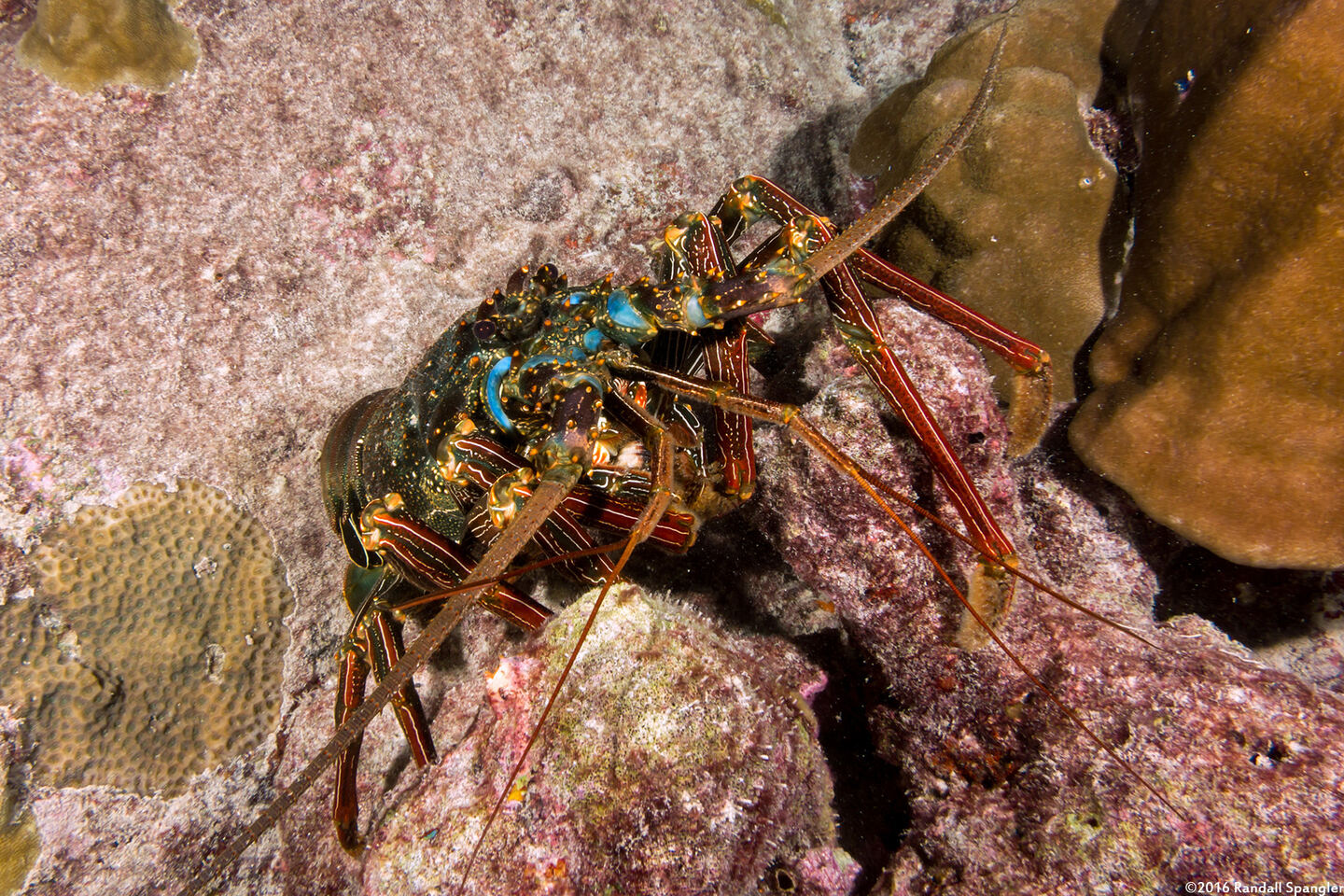 Panulirus penicillatus (Pronghorn Spiny Lobster)