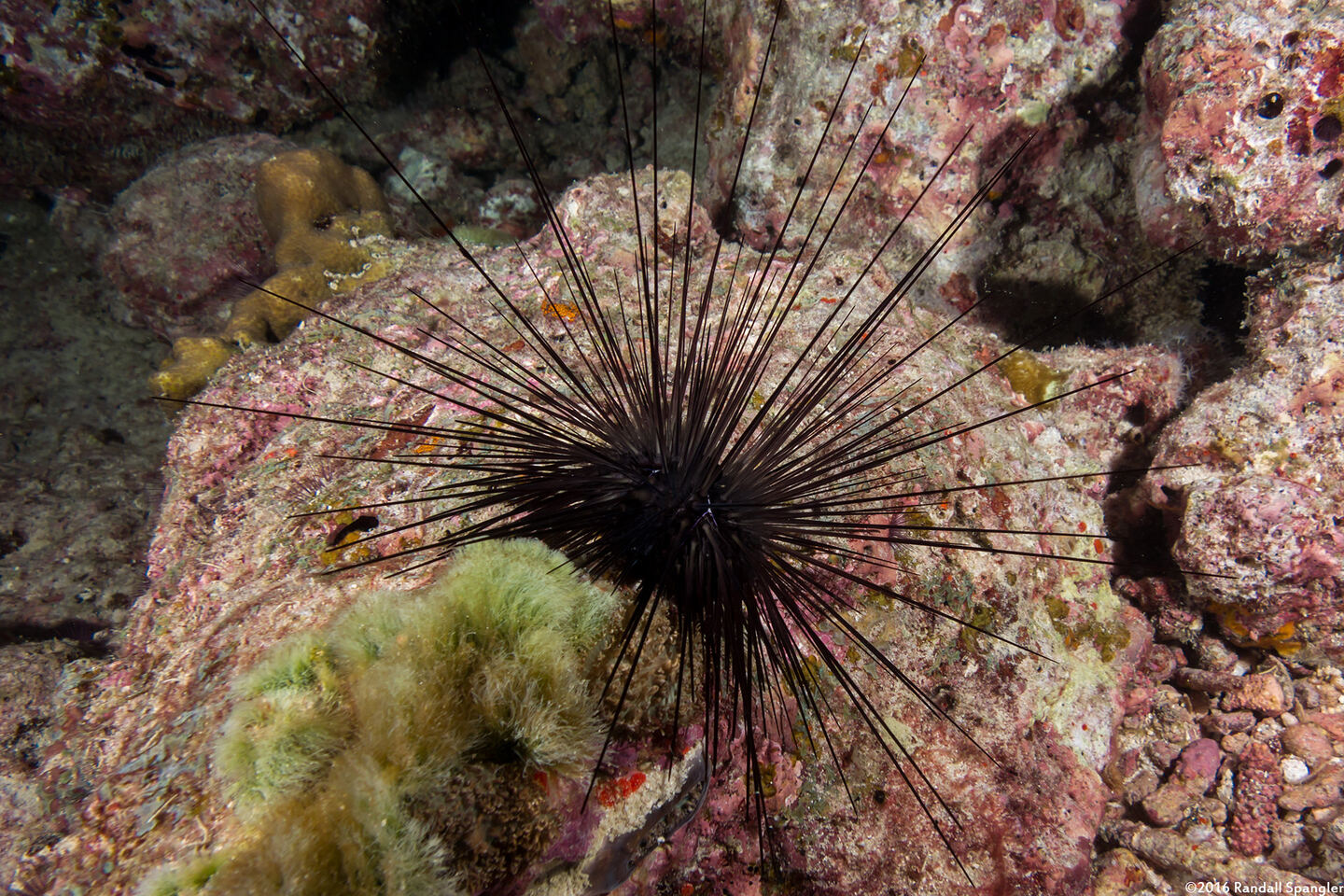 Diadema setosum (Black Longspine Sea Urchin)