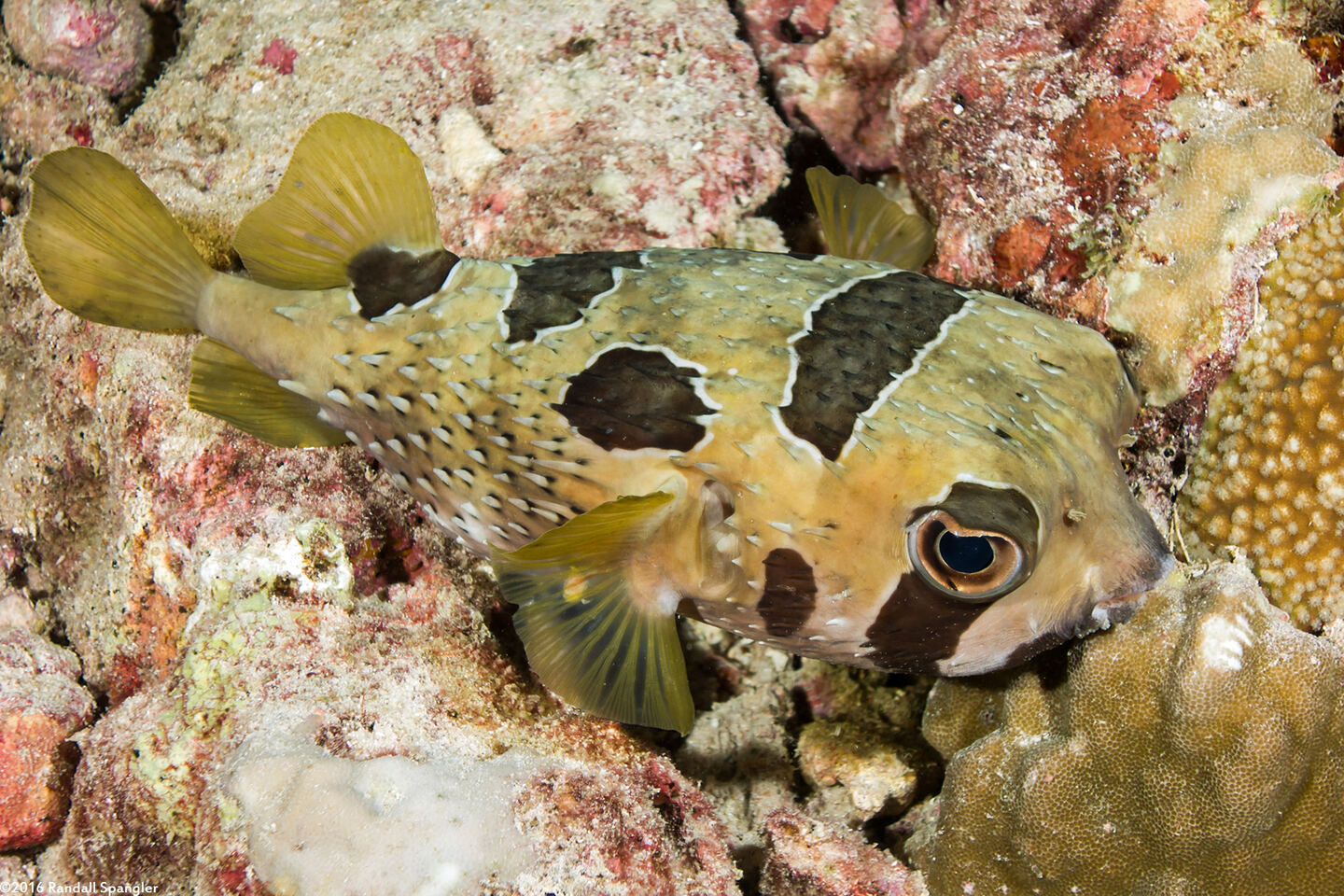 Diodon liturosus (Black-Blotched Porcupinefish)