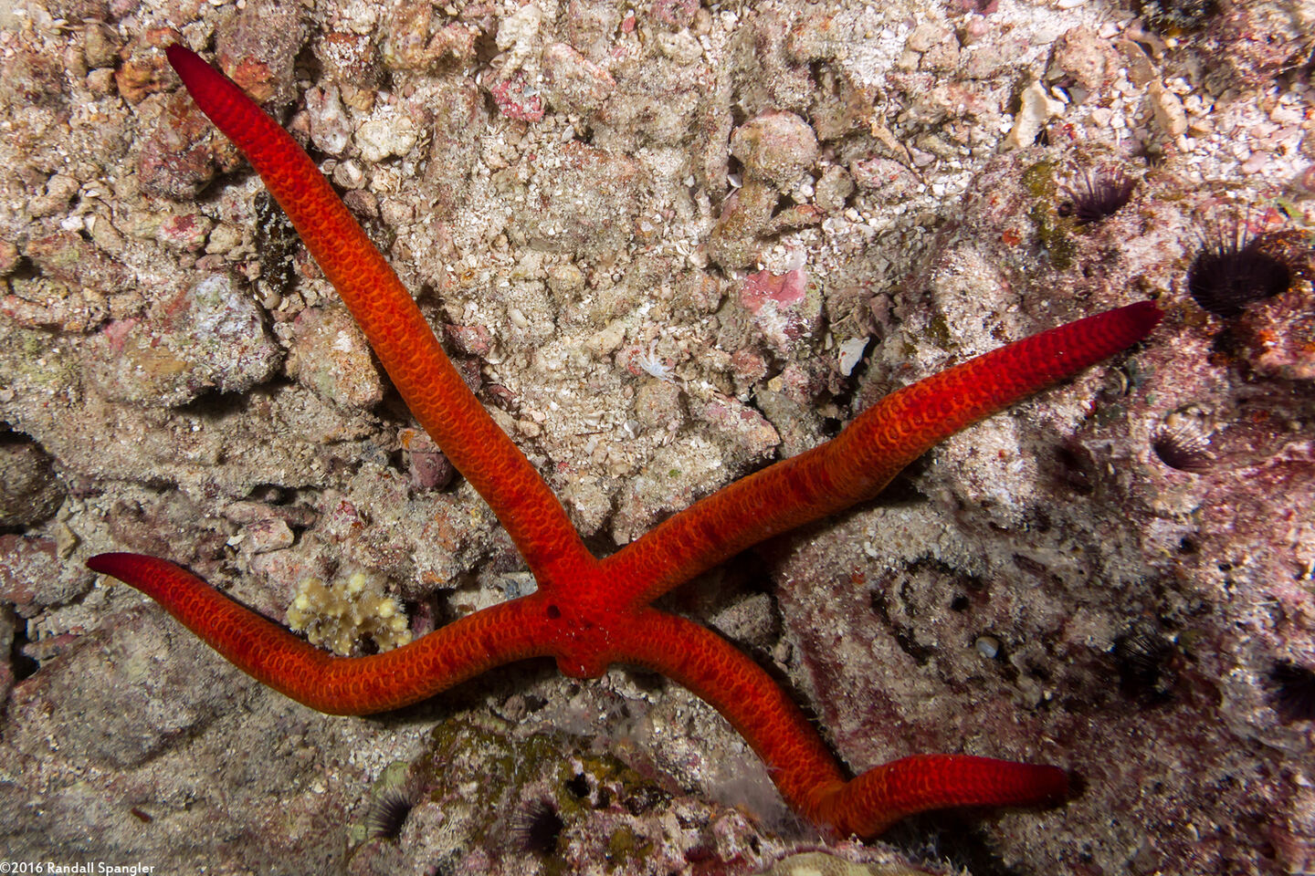 Leiaster speciosus (Velvety Sea Star)