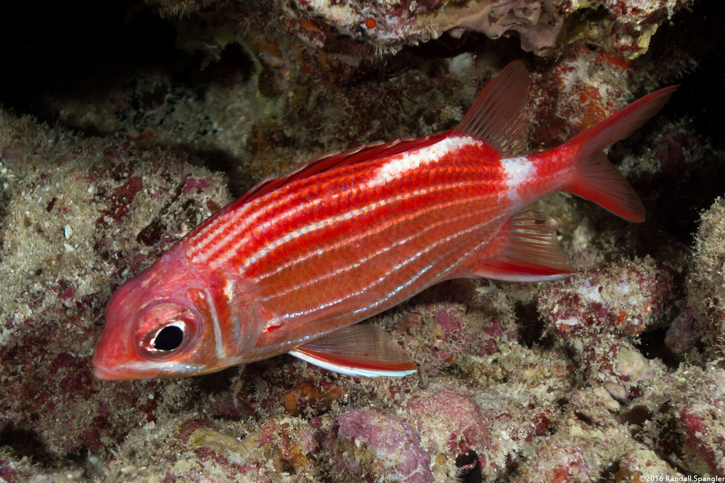 Sargocentron diadema (Crown Squirrelfish)
