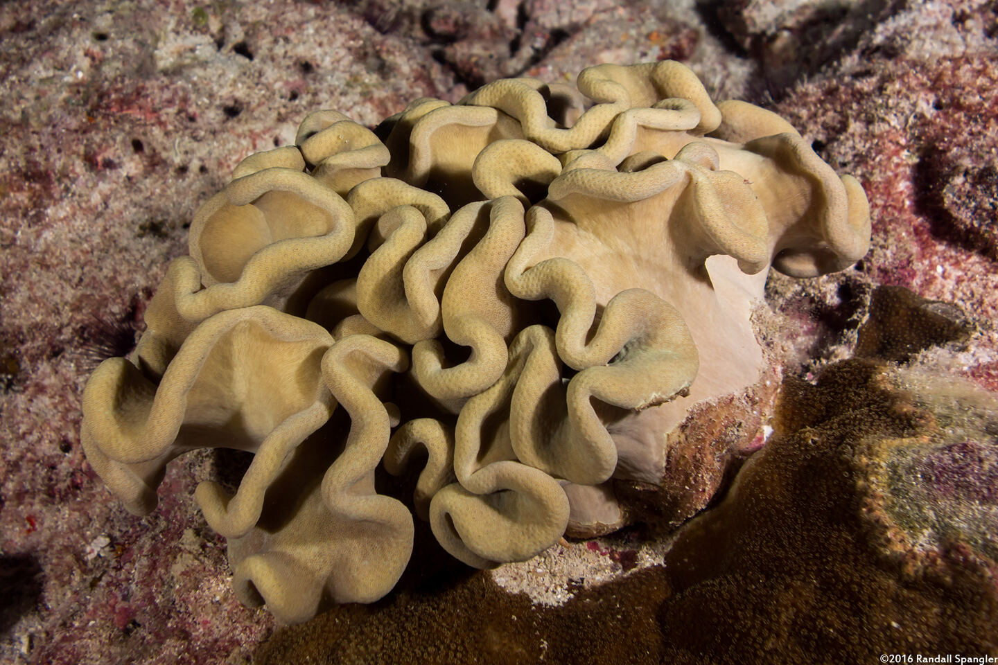 Sarcophyton trocheliophorum (Elephant Ear Coral)
