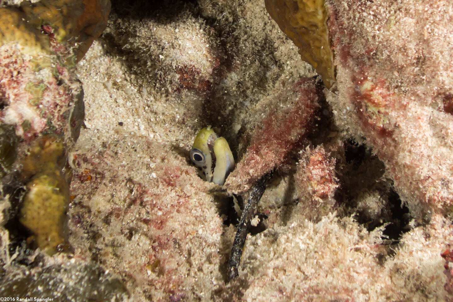 Gymnothorax fimbriatus (Fimbriated Moray)