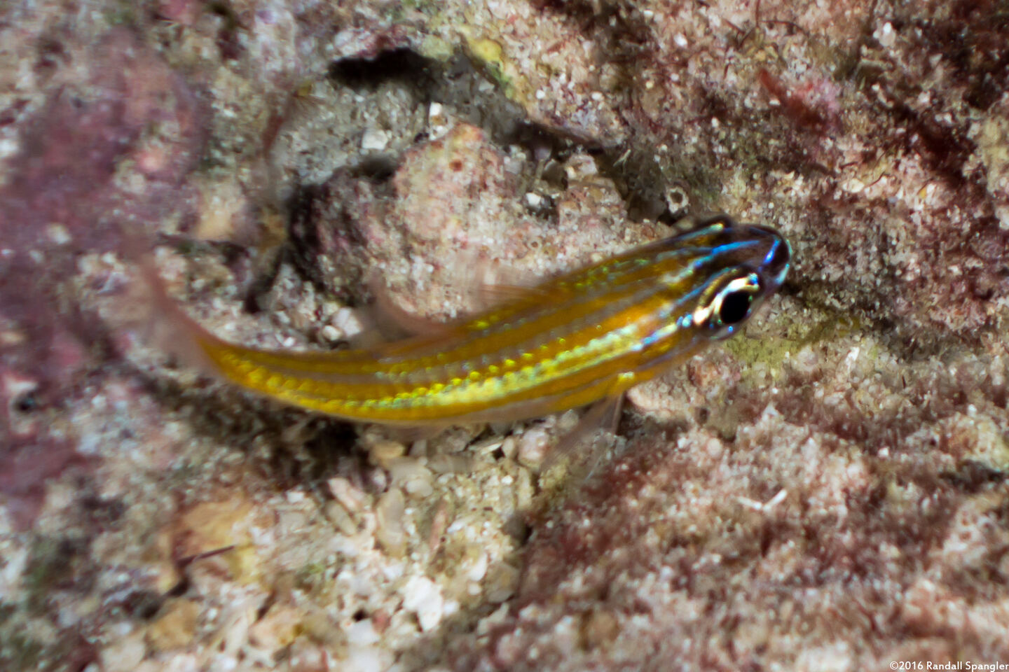 Ostorhinchus cyanosoma (Yellowstriped Cardinalfish)