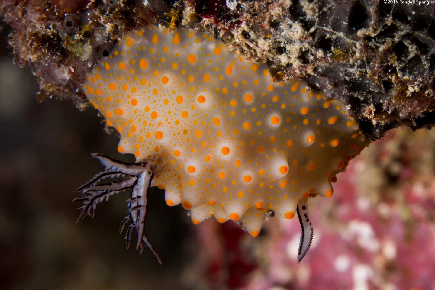 Halgerda stricklandi (Strickland's Halgerda)