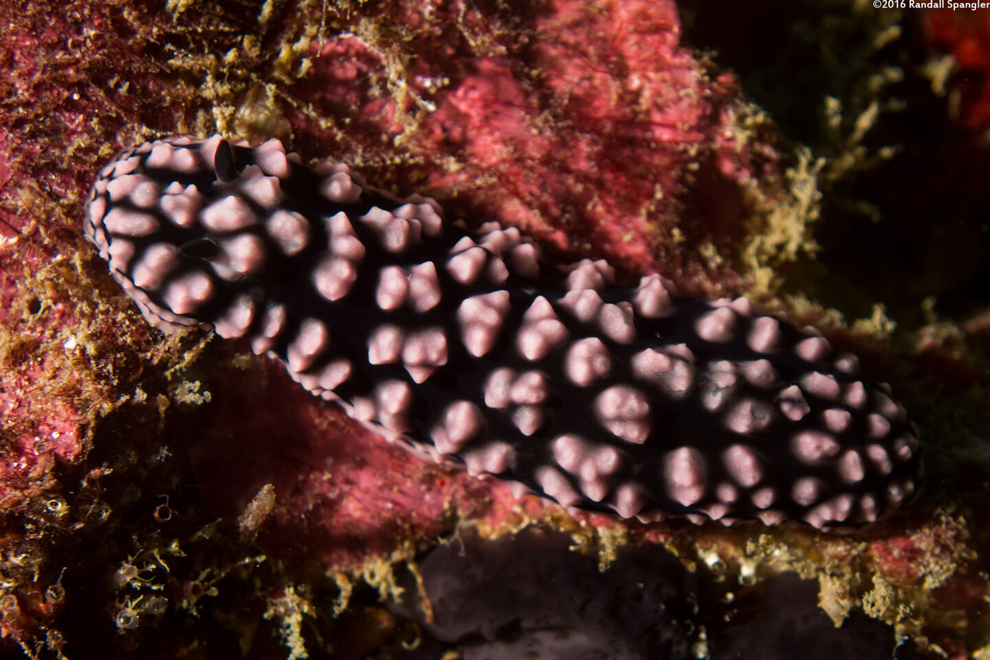 Phyllidiella pustulosa (Pustulose Phyllidia)