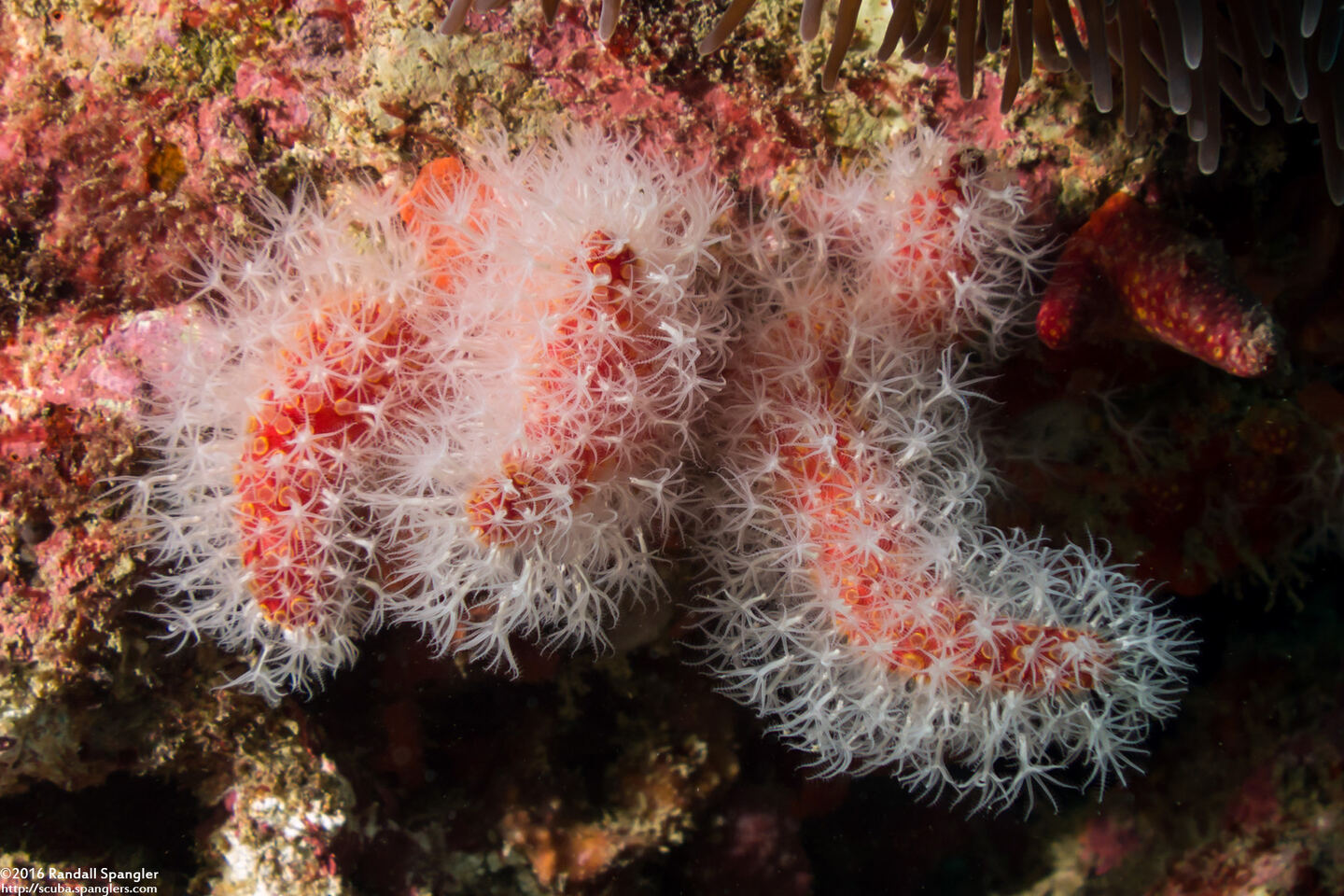 Nidalia simpsoni (Daisy Coral)