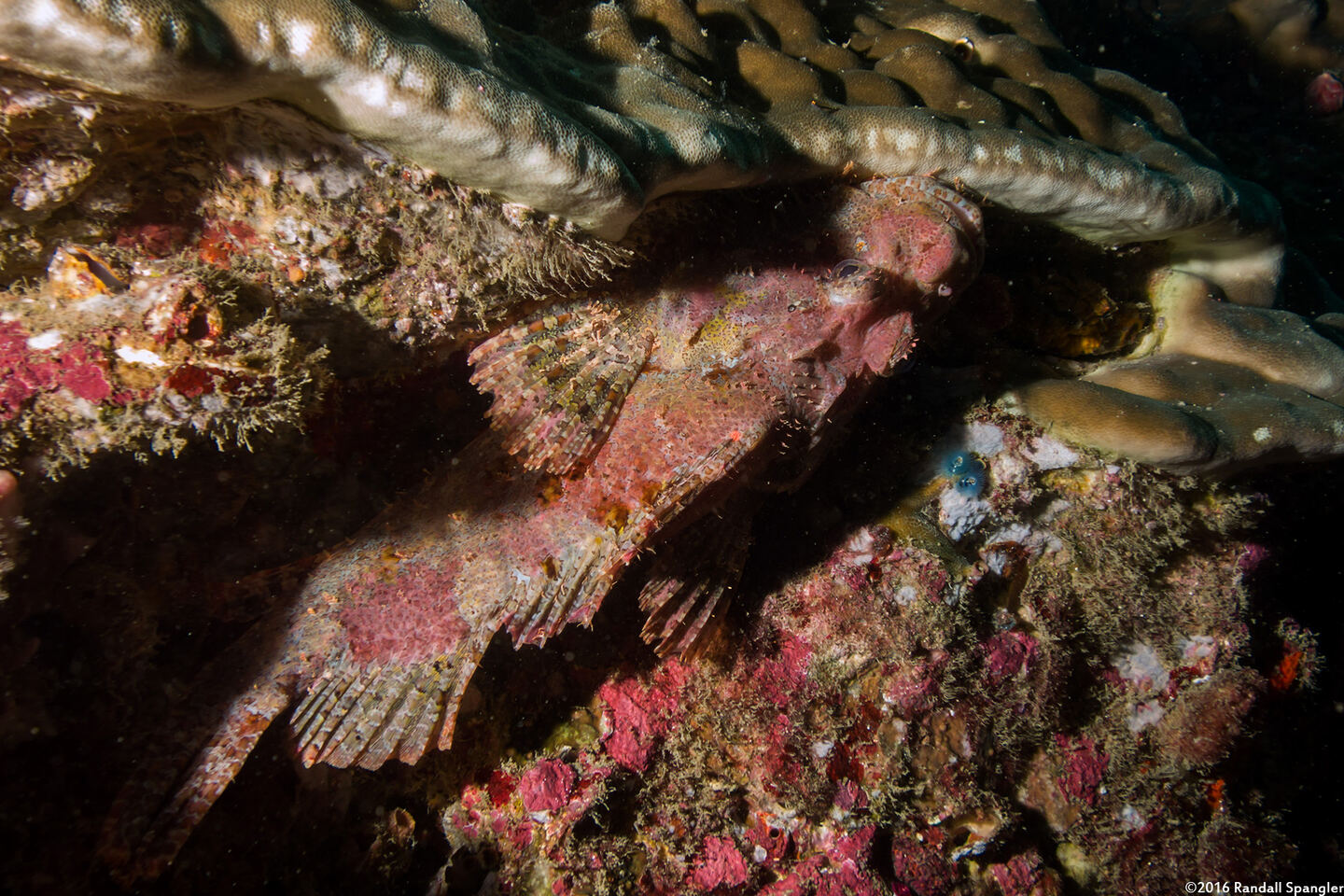 Scorpaenopsis oxycephala (Tasseled Scorpionfish)