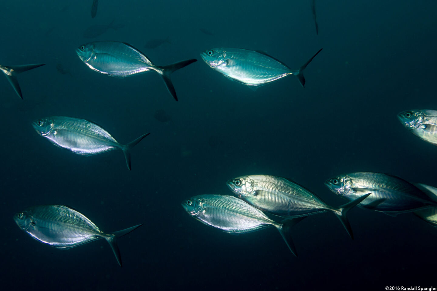 Alepes vari (Herring Scad)