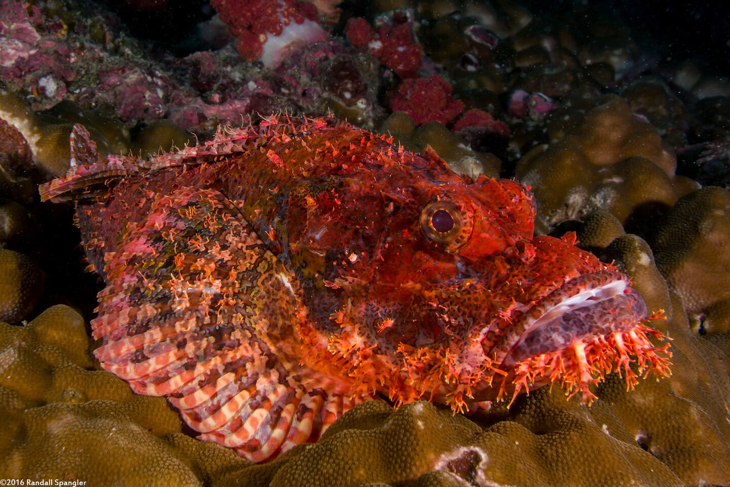 Scorpaenopsis oxycephala (Tasseled Scorpionfish)