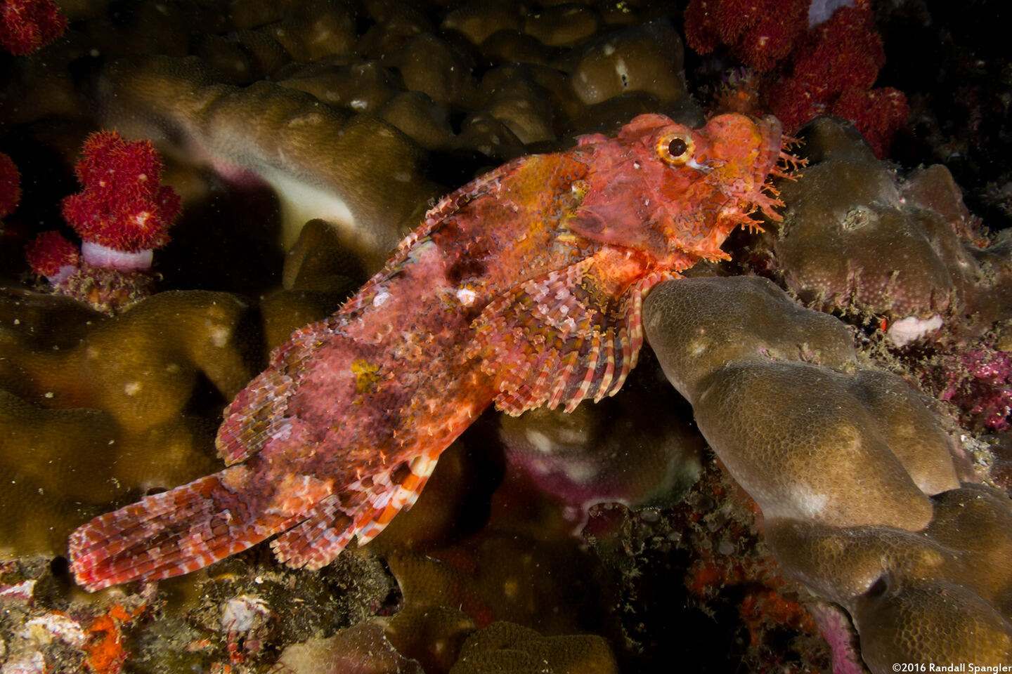 Scorpaenopsis oxycephala (Tasseled Scorpionfish)