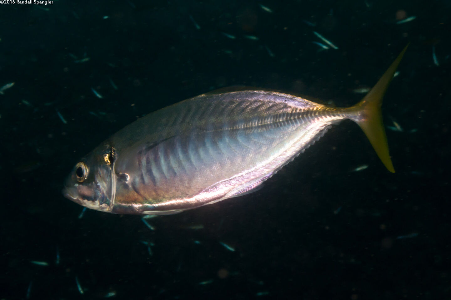 Atule mate (Yellowtail Scad)