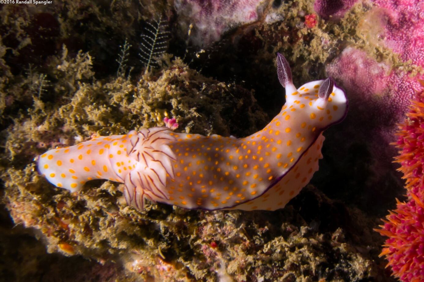 Hypselodoris pulchella (Beautiful Risbecia)