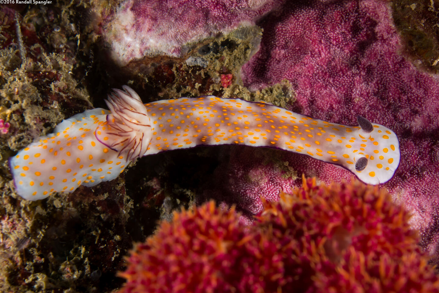 Hypselodoris pulchella (Beautiful Risbecia)