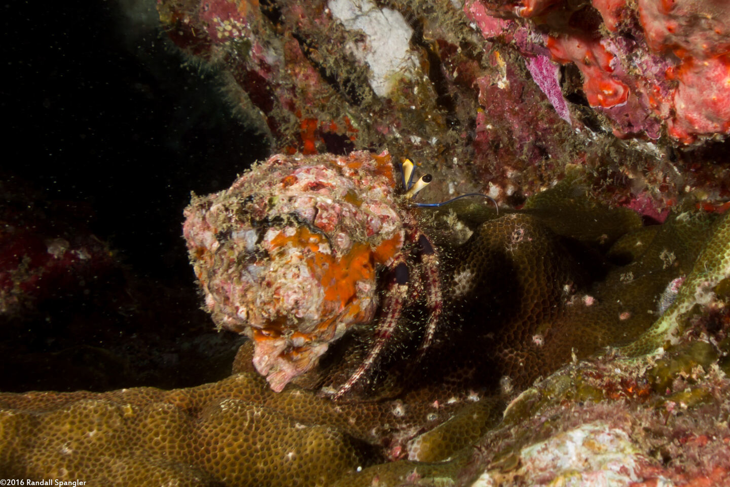 Dardanus lagopodes (Dark Knee Hermit Crab)