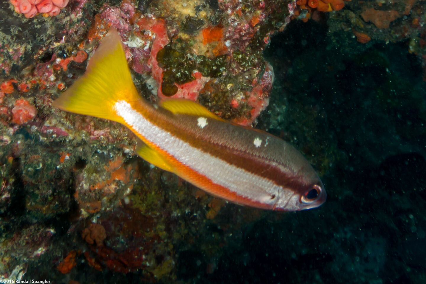 Lutjanus biguttatus (Twospot Snapper)