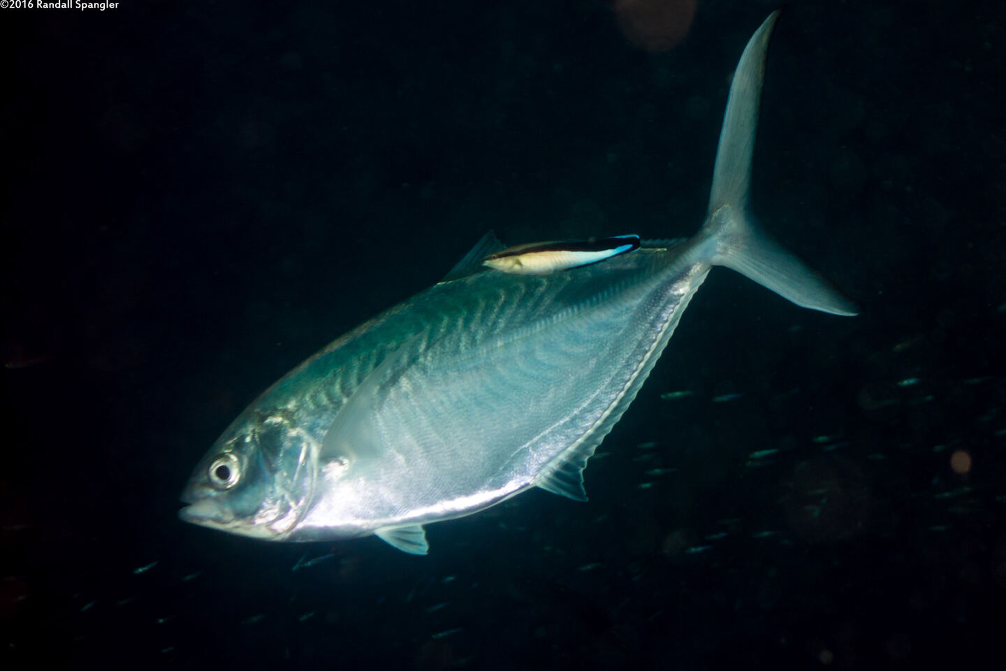 Alepes vari (Herring Scad)