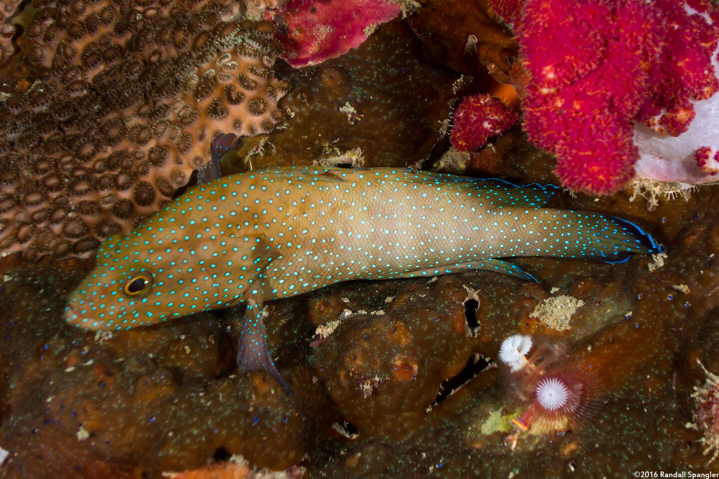 Cephalopholis polyspila (Starry Grouper)