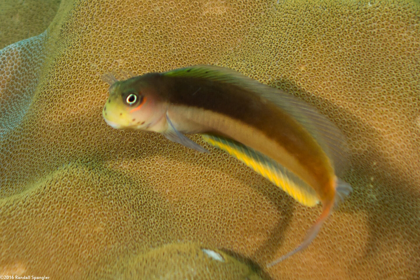 Ecsenius bicolor (Bicolor Coralblenny)