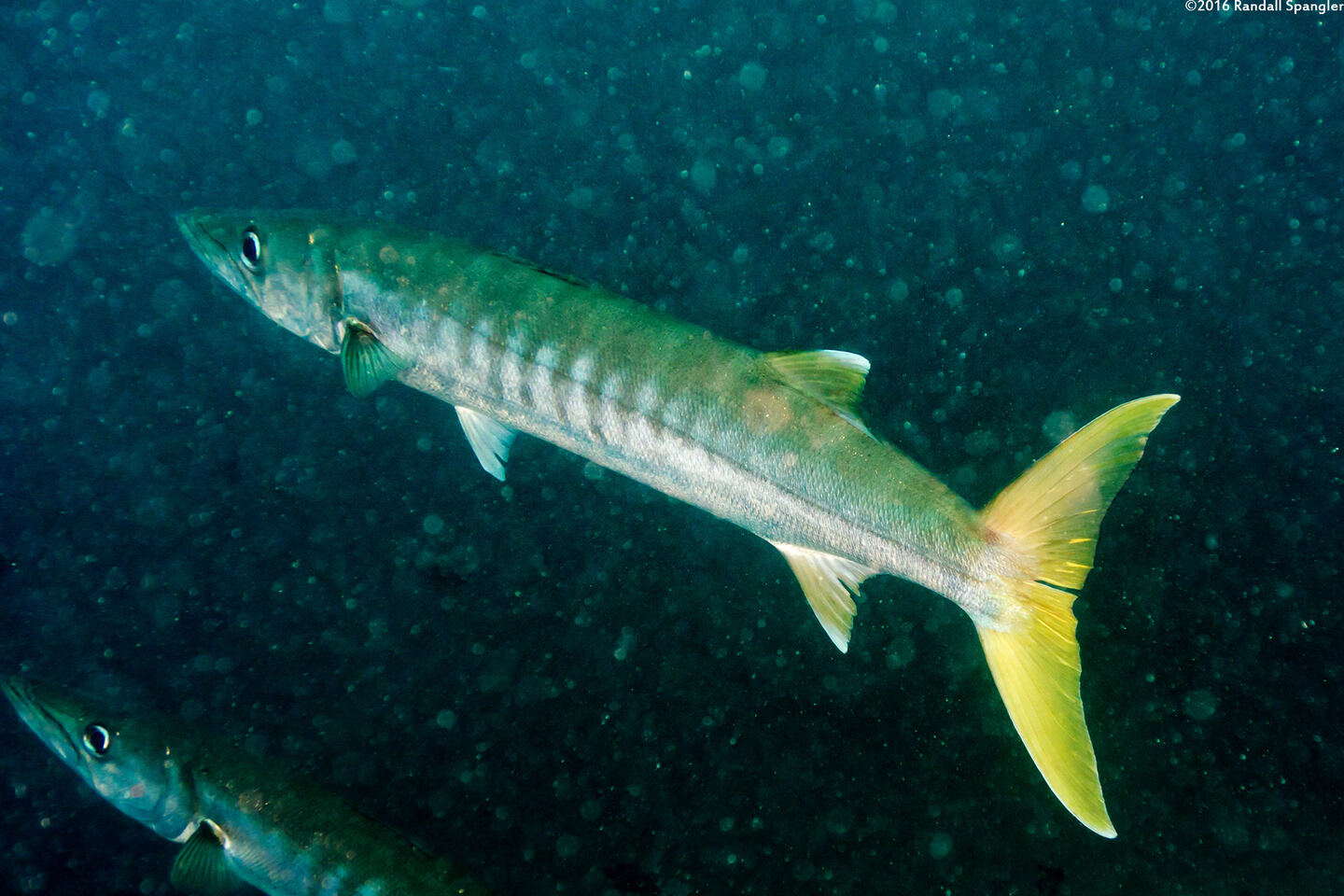 Sphyraena jello (Pickhandle Barracuda)