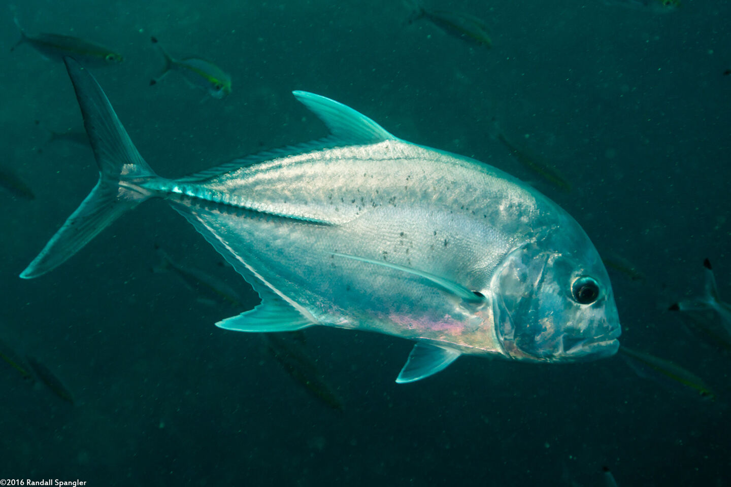Caranx ignobilis (Giant Trevally)