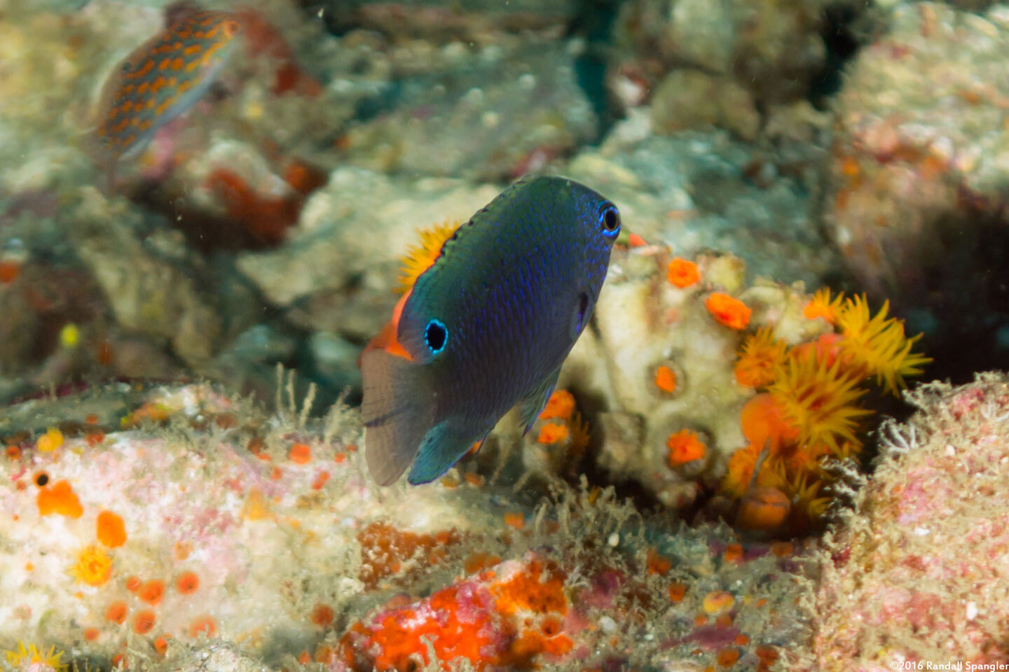 Pomacentrus proteus (Colombo Damsel)