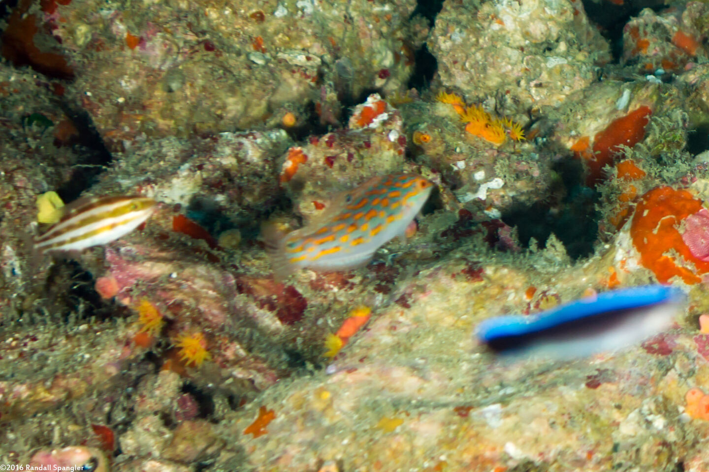 Halichoeres timorensis (Timor Wrasse)