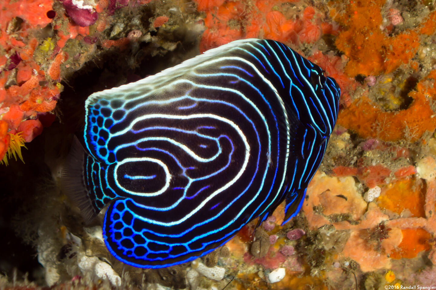 Pomacanthus imperator (Emperor Angelfish)