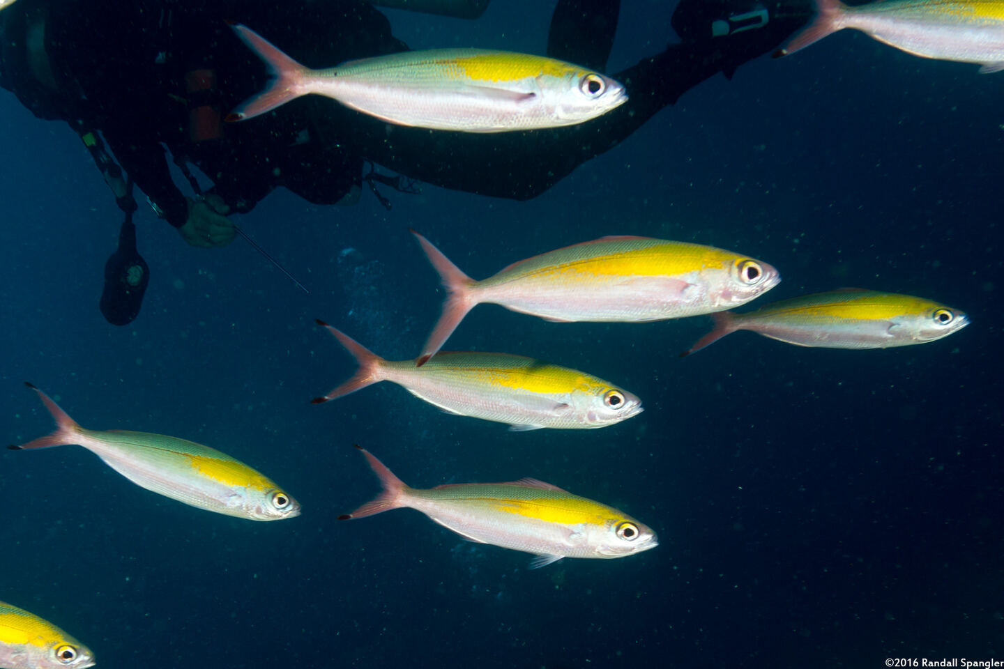 Pterocaesio randalli (Randall's Fusilier)