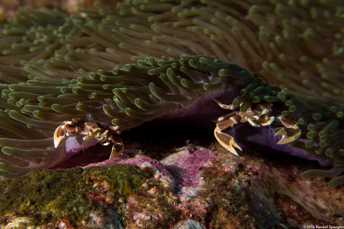 Neopetrolisthes maculatus (Spotted Porcelain Crab)