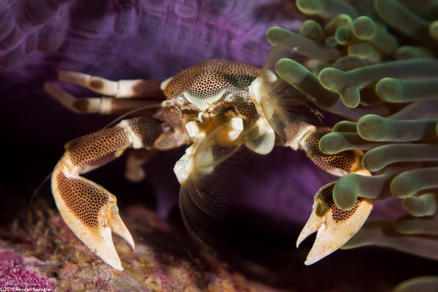 Neopetrolisthes maculatus (Spotted Porcelain Crab)