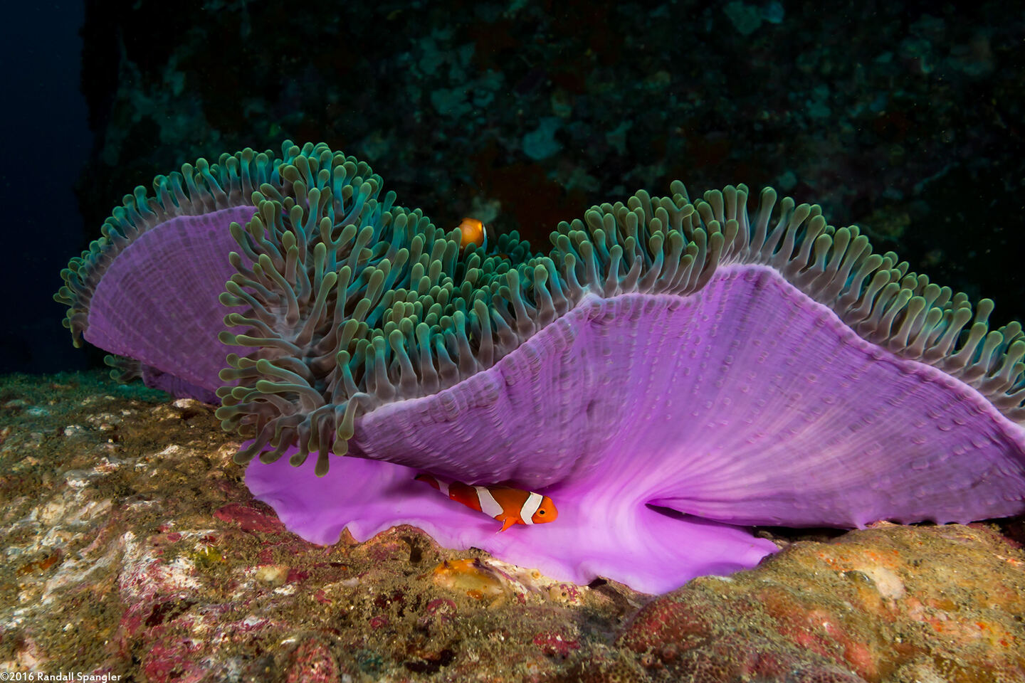 Heteractis magnifica (Magnificent Sea Anemone)