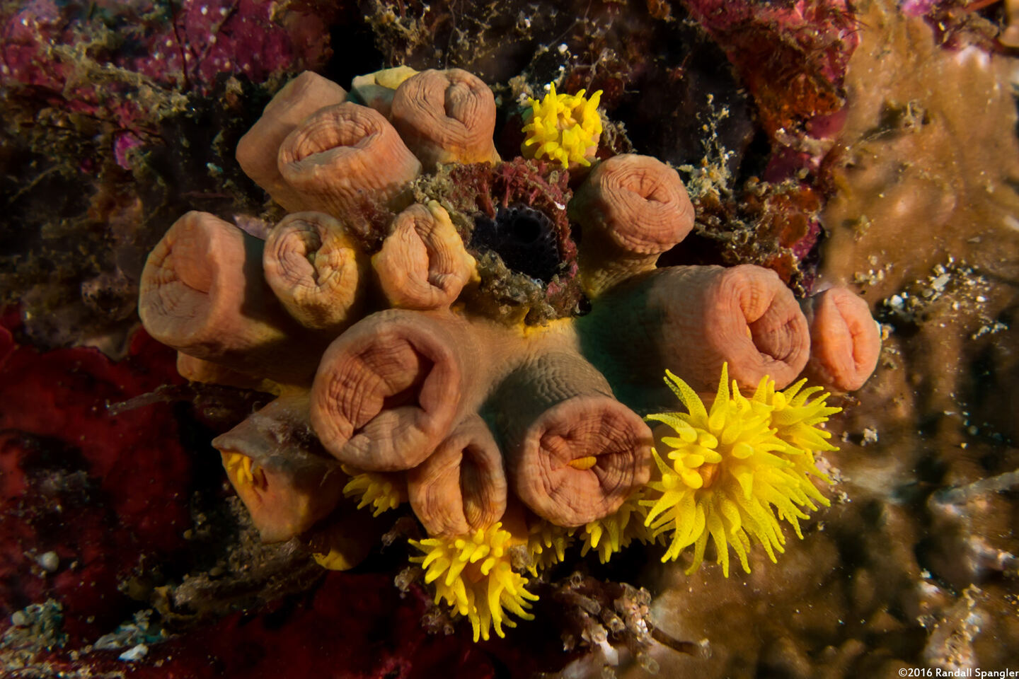 Tubastraea coccinea (Orange Cup Coral)