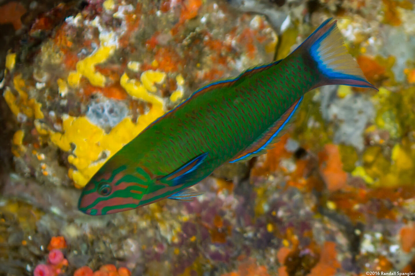 Thalassoma lunare (Crescent Wrasse)