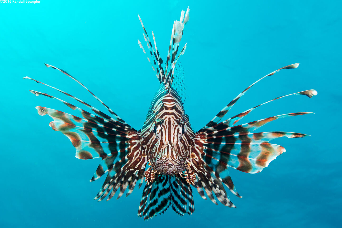 Pterois miles (Indian Lionfish)