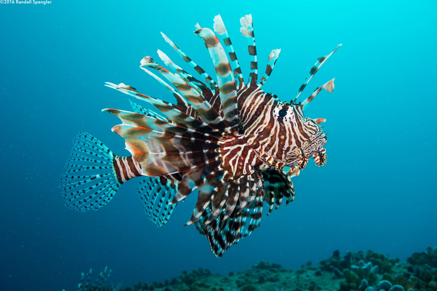 Pterois miles (Indian Lionfish)