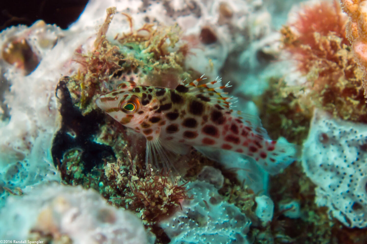Cirrhitichthys oxycephalus (Pixy Hawkfish)