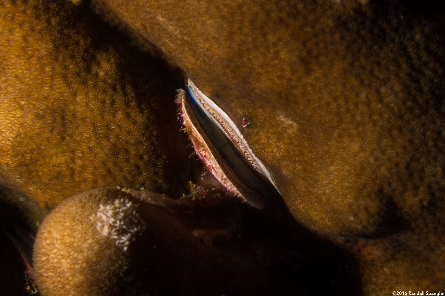 Pedum spondyloideum (Iridescent Scallop)