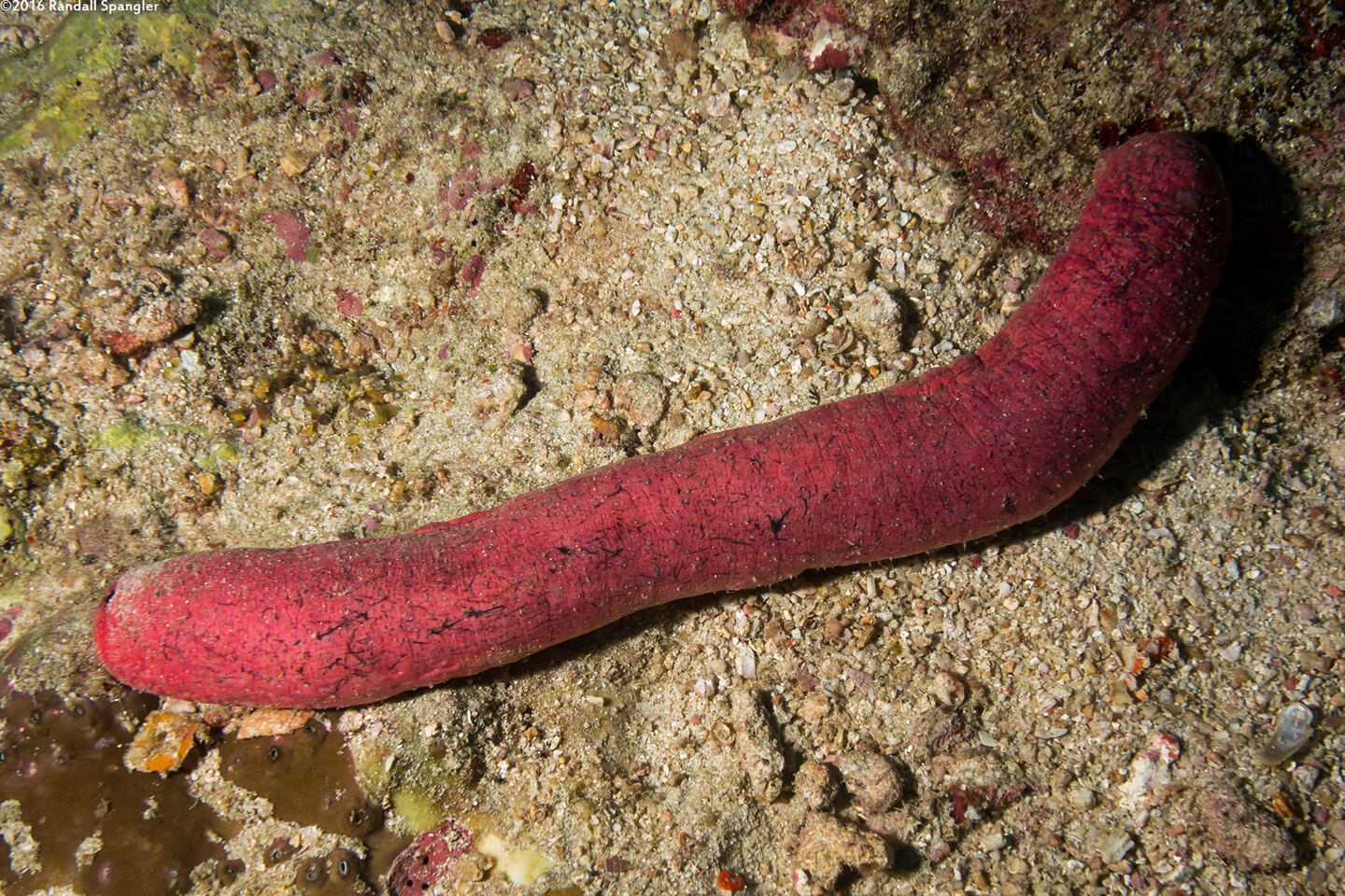 Holothuria edulis (Pinkfish Sea Cucumber)