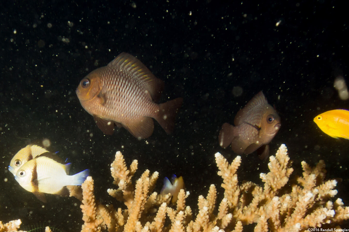 Dascyllus trimaculatus (Threespot Dascyllus)