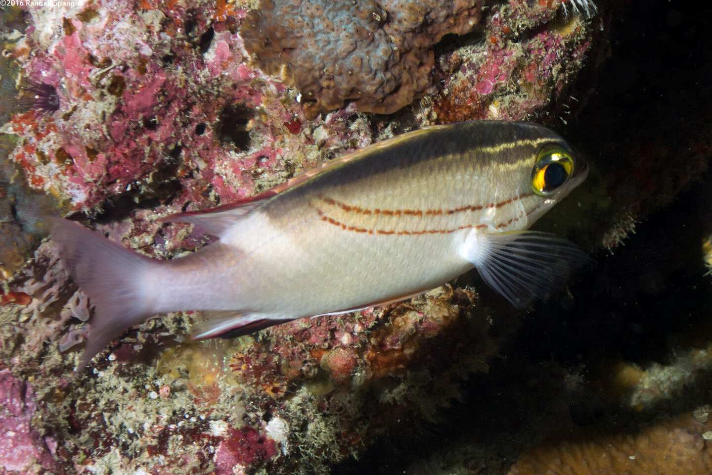 Scolopsis bilineata (Bridled Monocle Bream)