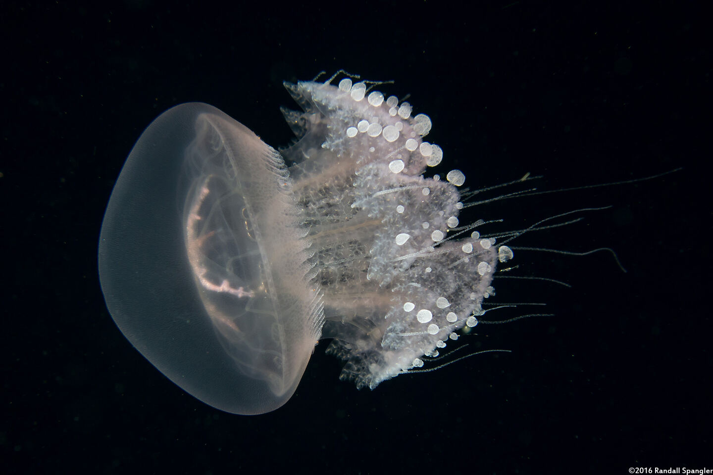Crambione mastigophora (Rhizostome Jellyfish)