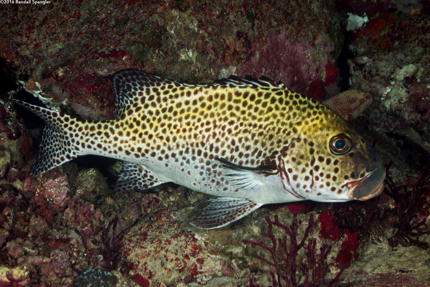 Plectorhinchus chaetodonoides (Many-Spotted Sweetlips)