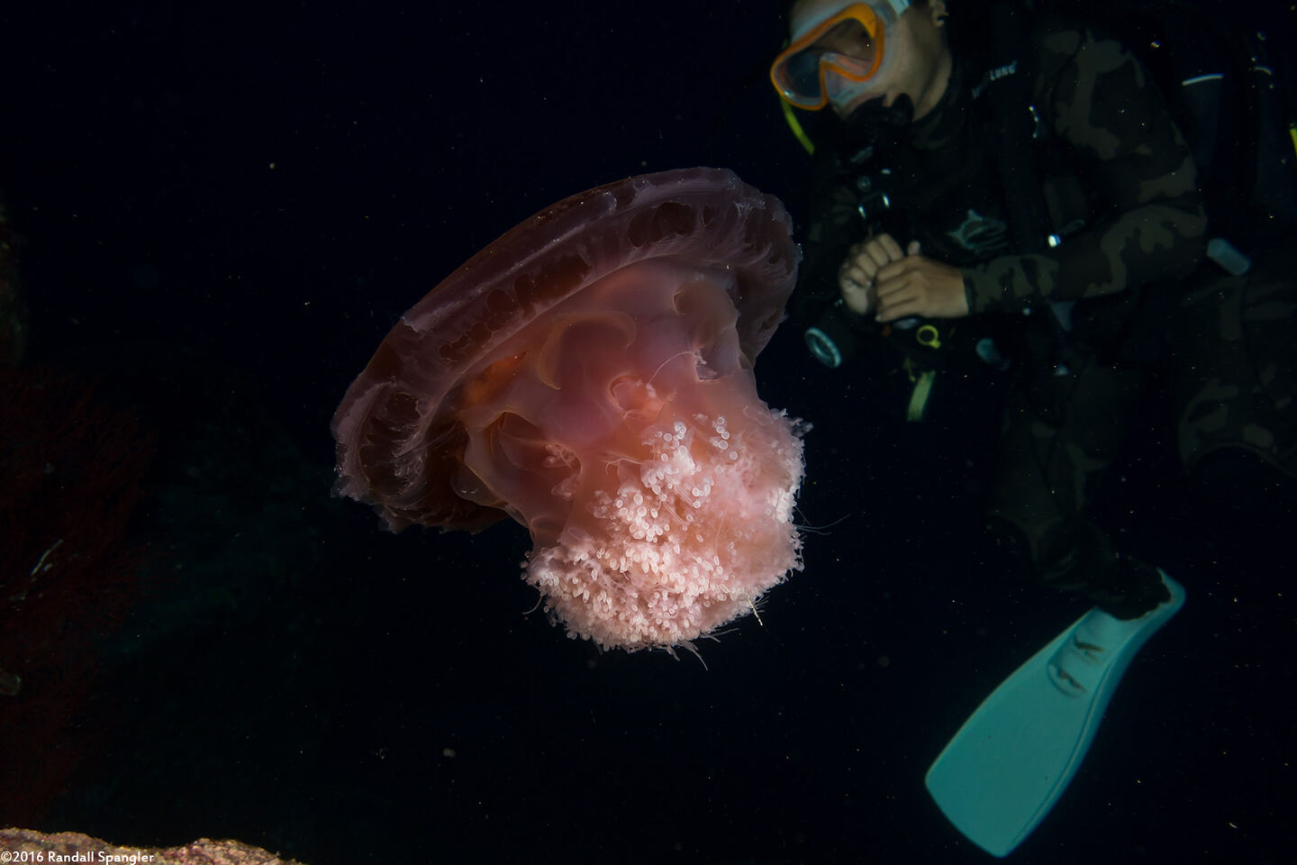 Crambione mastigophora (Rhizostome Jellyfish)