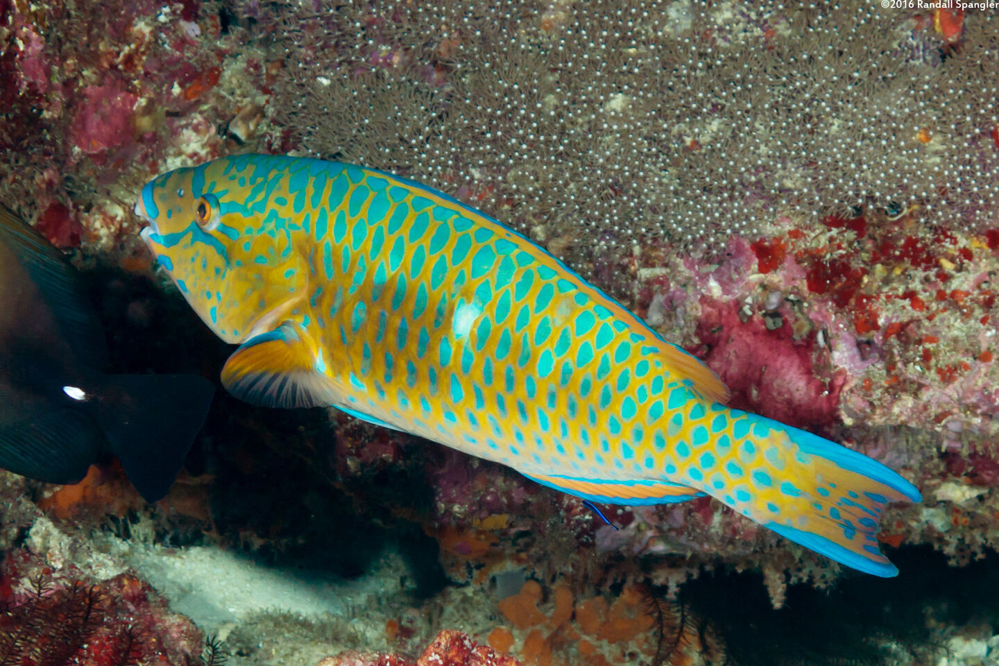 Scarus ghobban (Bluebarred Parrotfish)