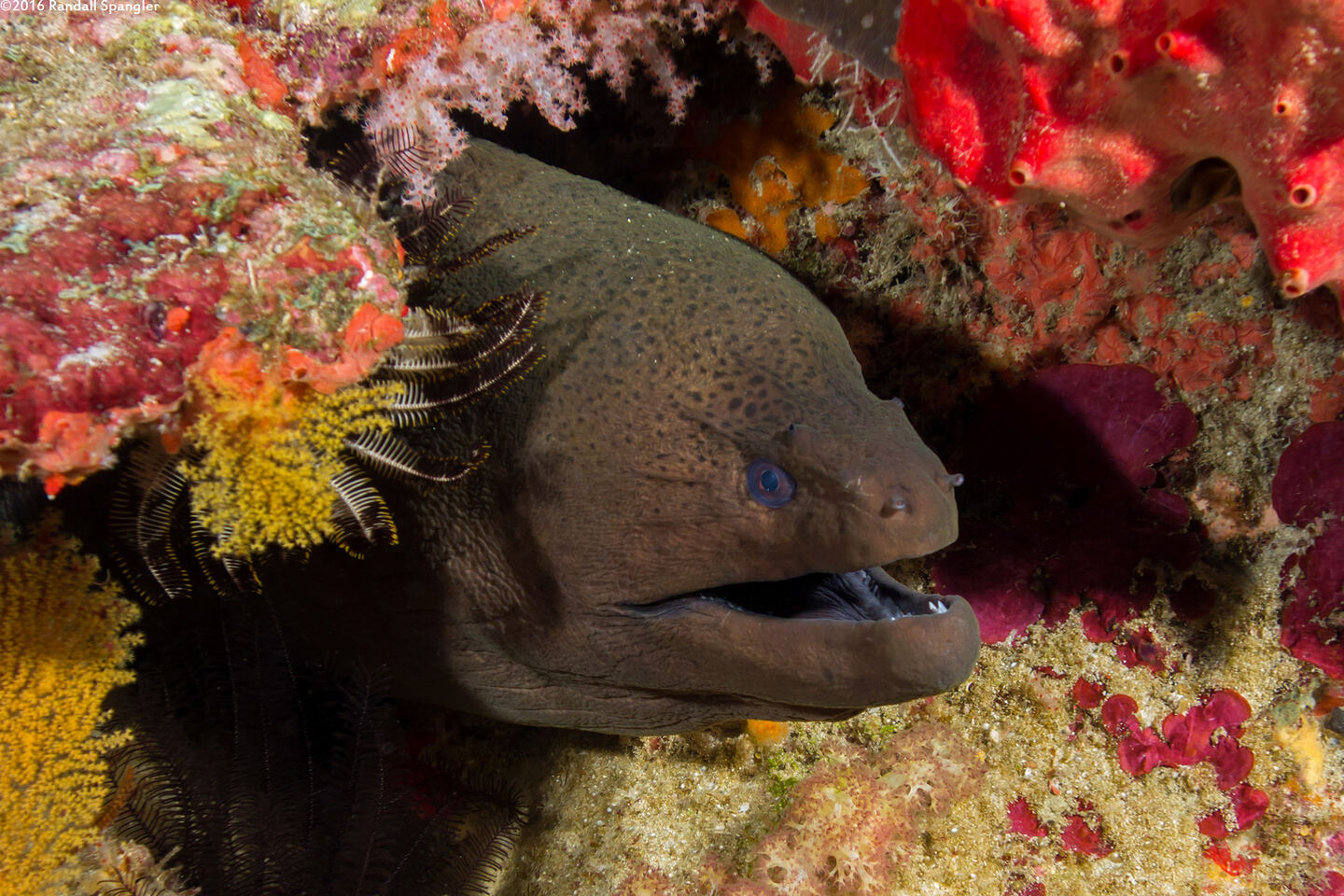 Gymnothorax javanicus (Giant Moray)