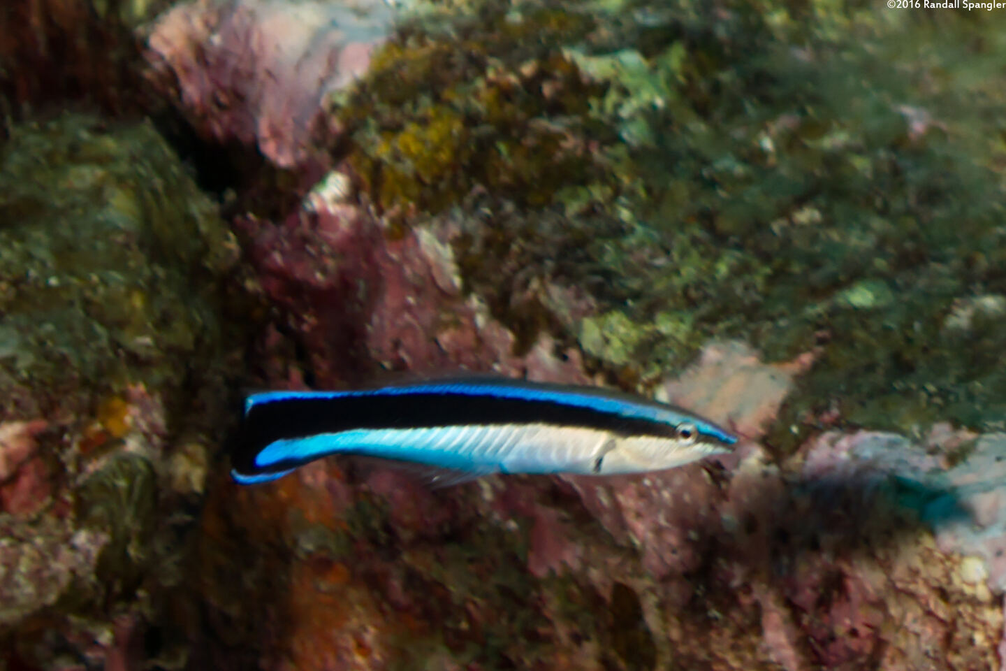 Labroides dimidiatus (Bluestreak Cleaner Wrasse)