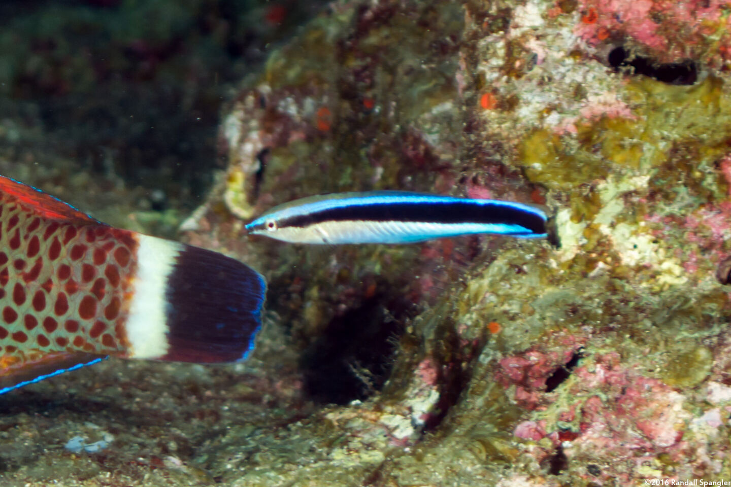 Labroides dimidiatus (Bluestreak Cleaner Wrasse)