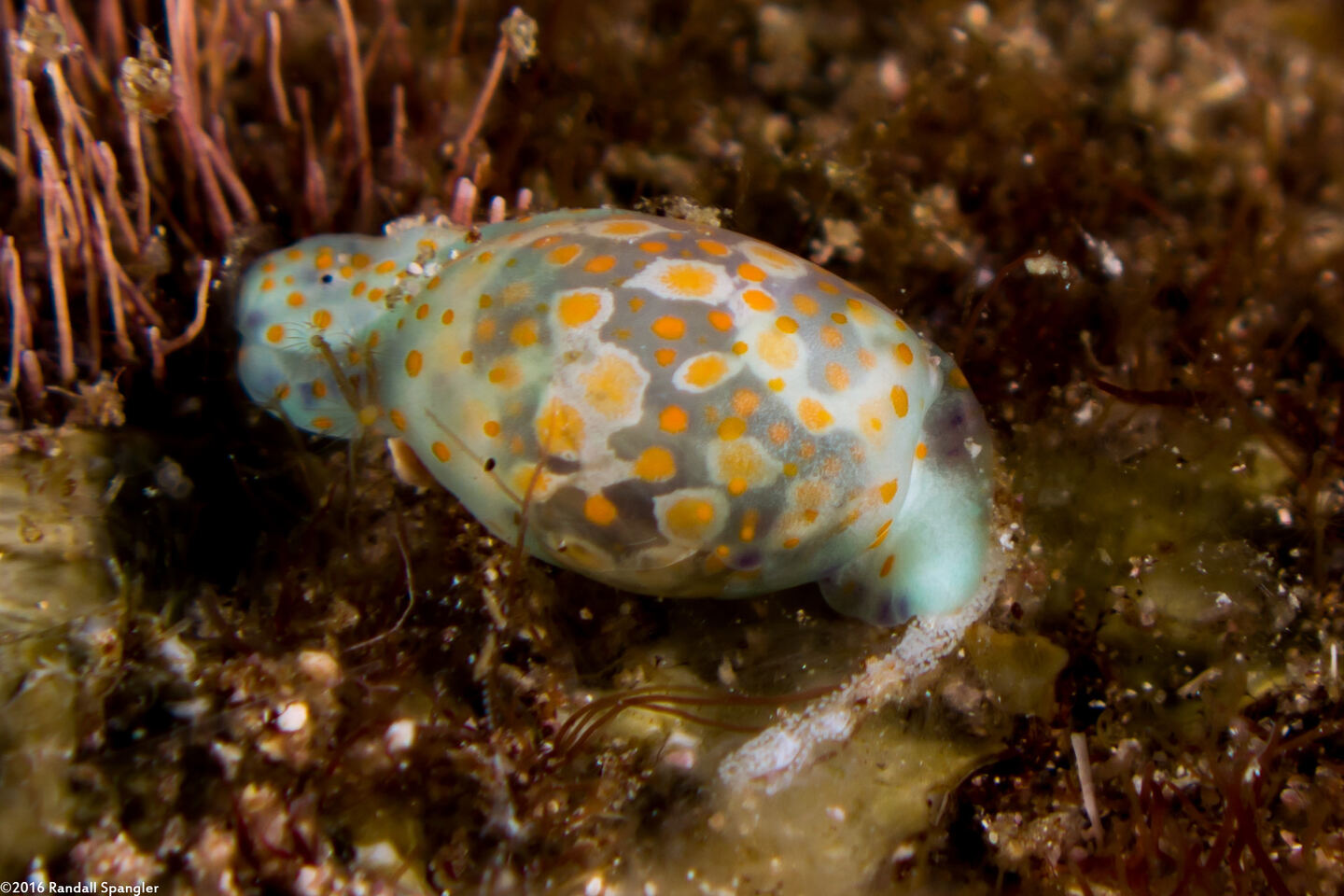 Lamprohaminoea cymbalum (Orange-Spotted Glassy Bubble)